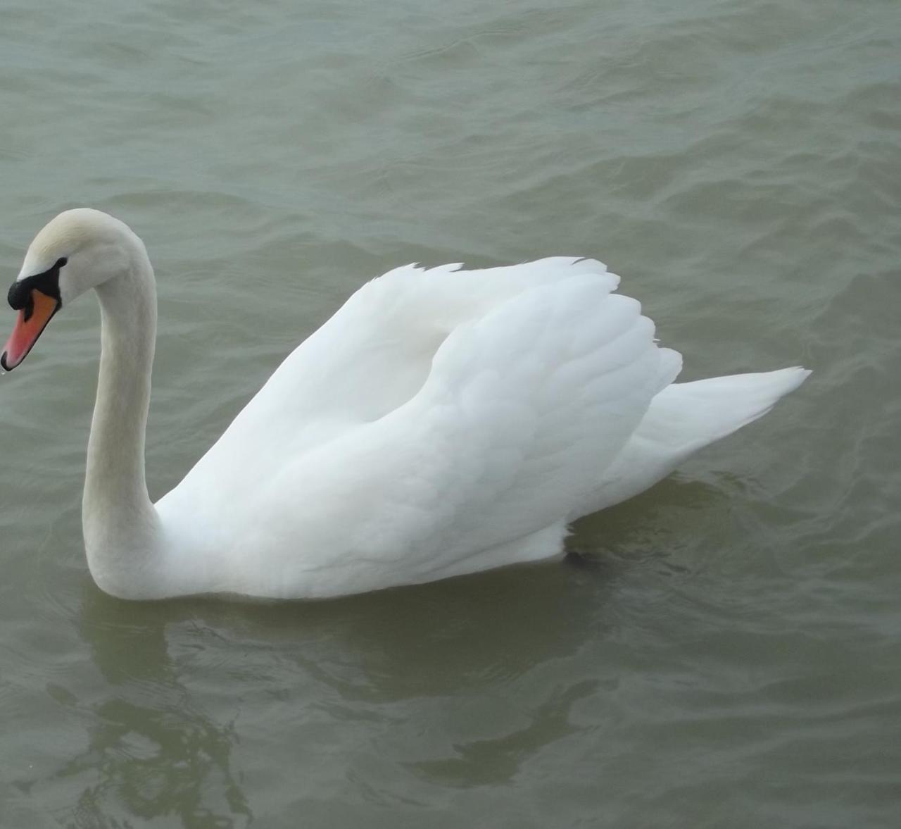 Hotel Bf Balatonföldvár